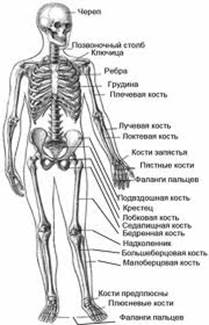 Кости че­ло­ве­ка