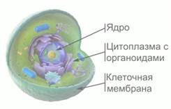 Ос­нов­ные ком­по­нен­ты клет­ки