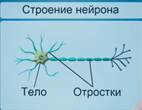 Стро­е­ние нейрона