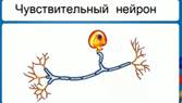 Чув­стви­тель­ный ней­ро­н