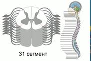 Сегменты спинного мозга