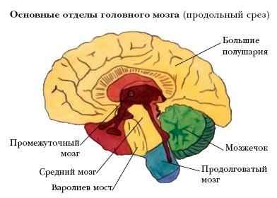 Основные отделы головного мозга (продольный срез)