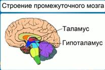 Стро­е­ние про­ме­жу­точ­ного мозга 