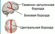 зоны мозга: цен­траль­ная бо­роз­да, бо­ко­вая, и те­мен­но-за­ты­лоч­ная