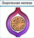 эн­до­ген­ные же­ле­зы внут­рен­ней сек­ре­ции