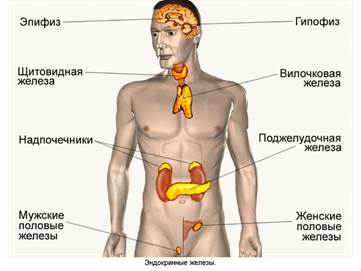 Эндогенные железы