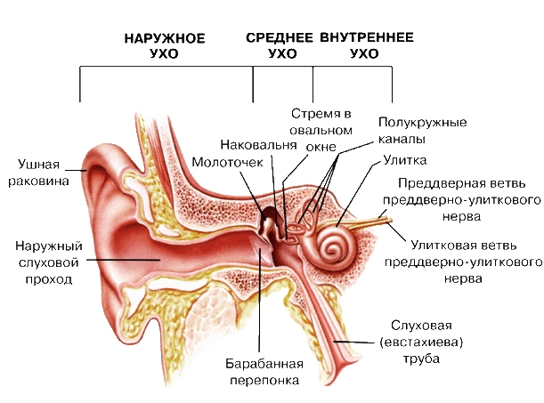 Ухо раз­де­ле­но на 3 части: на­руж­ное, сред­нее и внут­рен­нее