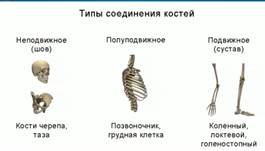 3 типа со­еди­не­ния ко­стей: непо­движ­ное (шов), по­лу­по­движ­ное, по­движ­ное (су­став)