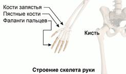 Строение скелета руки