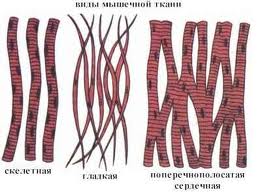 В нашем ор­га­низ­ме вы­де­ля­ют 3 типа мышц