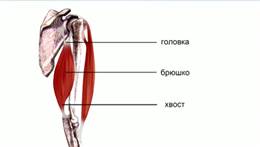 В мышце раз­ли­ча­ют го­лов­ку, брюш­ко и хвост