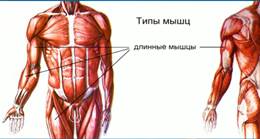 длин­ные мышцы рас­по­ла­га­ют­ся на ко­неч­но­стях