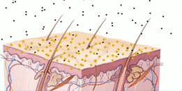 По­пыт­ка бак­те­рий про­ник­нуть через кож­ный ба­рьер