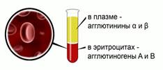 Белки, опре­де­ля­ю­щие груп­пу крови