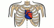 Рас­по­ло­же­ние серд­ца в груд­ной по­ло­сти
