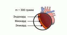 Стен­ка серд­ца со­сто­ит из 3 слоев: внут­рен­ний – эн­до­кард, сред­ний – мио­кард, на­руж­ный – эпи­кард