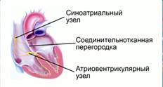 Мышцы пред­сер­дия и же­лу­доч­ка пол­но­стью раз­де­ле­ны со­еди­ни­тель­но­ткан­ной пе­ре­го­род­кой, и их связь осу­ществ­ля­ет­ся толь­ко через ат­ри­о­вен­три­ку­ляр­ный узел