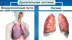 ды­ха­тель­ная си­сте­ма