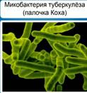 ми­ко­бак­те­рии ту­бер­ку­ле­за (па­лоч­ки Коха)