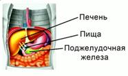 При по­ступ­ле­нии хи­му­са в 12-перст­ную кишку ак­ти­ви­ру­ет­ся сек­ре­ция пан­кре­а­ти­че­ско­го сока и желчи