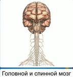 го­лов­ной и спин­ной моз­г