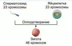 В ре­зуль­та­те опло­до­тво­ре­ния в зи­го­те вос­ста­нав­ли­ва­ет­ся пол­ный (ди­пло­ид­ный) набор хро­мо­сом