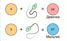 Если спер­ма­то­зо­ид несет Х-хро­мо­со­му, то будет де­воч­ка, если Y-хро­мо­со­му, то маль­чик