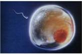 Опло­до­тво­ре­ние – сли­я­ние гамет (спер­ма­то­зо­и­да и яй­це­клет­ки) с об­ра­зо­ва­ни­ем зи­го­ты
