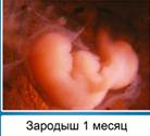 К концу пер­во­го ме­ся­ца жизни 1/3 всего тела за­ро­ды­ша со­став­ля­ет его го­ло­ва