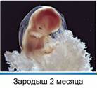 В 2 ме­ся­ца за­ро­дыш похож на че­ло­ве­ка, раз­ме­ром 3 см, вор­син­ки обо­лоч­ки, об­ра­щен­ные к стен­ке матки, раз­рас­та­ют­ся и об­ра­зу­ют пла­цен­ту.