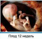 К концу 12-й неде­ли обмен га­за­ми и пи­та­тель­ны­ми ве­ще­ства­ми между ор­га­низ­ма­ми ма­те­ри и ре­бен­ка пол­но­стью про­ис­хо­дит по­сред­ством пла­цен­ты