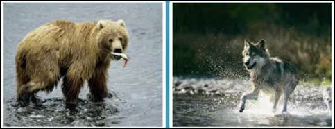 мед­ведь и волк явно раз­ли­ча­ют­ся между собой по внеш­ним при­зна­кам 