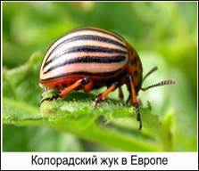 Колорадский жук в Европе