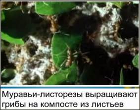 Муравьи-листорезы выращивают грибы на компосте из листьев