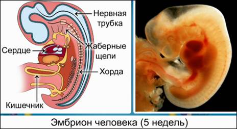 Эмбрион человека (5 месяцев)
