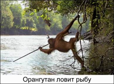 Орангутан ловит рыбу
