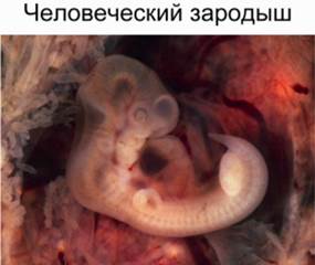 Человеческий зародыш