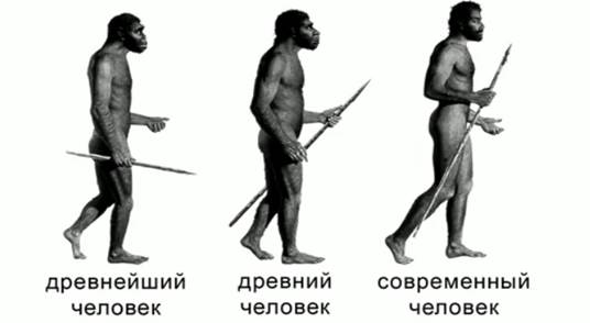 Ос­нов­ные этапы эво­лю­ции че­ло­ве­ка