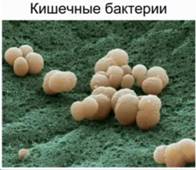 ки­шеч­ные бак­те­рии