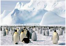 пинг­ви­ны в Ан­тарк­ти­де