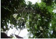 Рас­те­ния лианы имеют стеб­ли с раз­лич­ны­ми при­спо­соб­ле­ни­я­ми, та­ки­ми как крю­чья, усики или при­сос­ки, поз­во­ля­ю­щие им, цеп­ля­ясь за стеб­ли дру­гих рас­те­ний, вы­но­сить свои ли­стья к свету