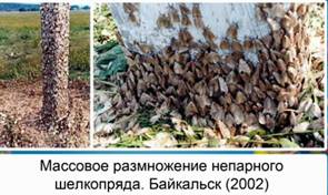 Массовое размножение непарного шелкопряда. Байкальск,2002