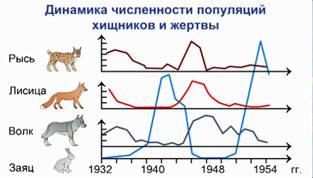 Динамика численности популяций хищников и жертвы