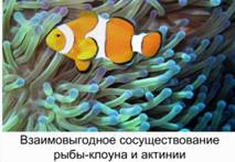 Взаимовыгодное существование рыбы-клоун и актинии