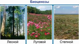 био­це­но­зы – лес­ные, лу­го­вые и степ­ные