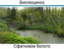 Биогеоценоз. Сфагновое болото