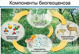 Компоненты биогеоценоза