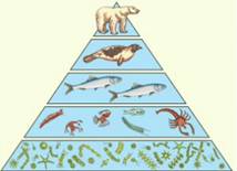 Трофическая пирамида экосистем (Правило 10%)