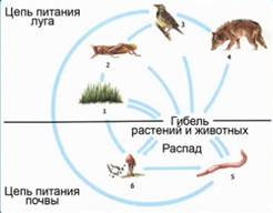 Чепь питания луга. Цепт питания почвы