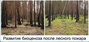 Развитие биоценоза после лесного пожара